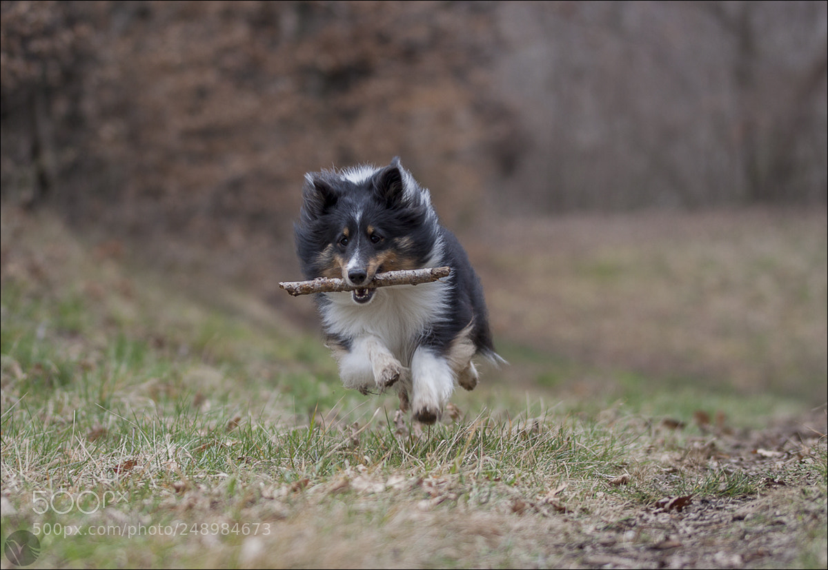 Canon EOS 50D sample photo. Shelty on flight photography