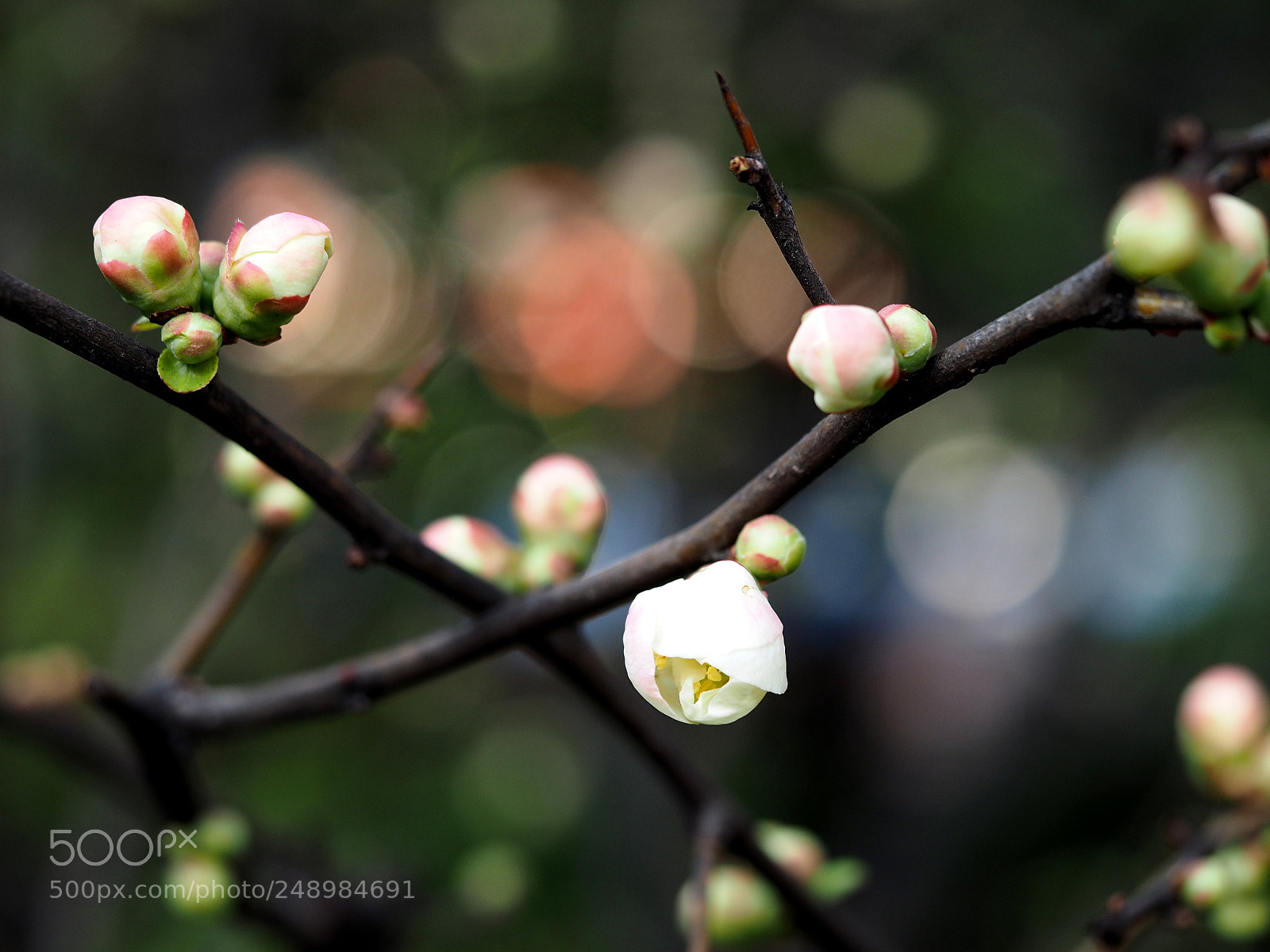 Olympus OM-D E-M1 sample photo. Started to bloom photography