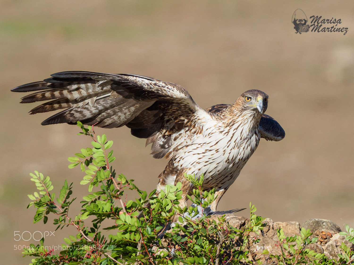 Olympus OM-D E-M1 Mark II sample photo. Águila perdicera photography