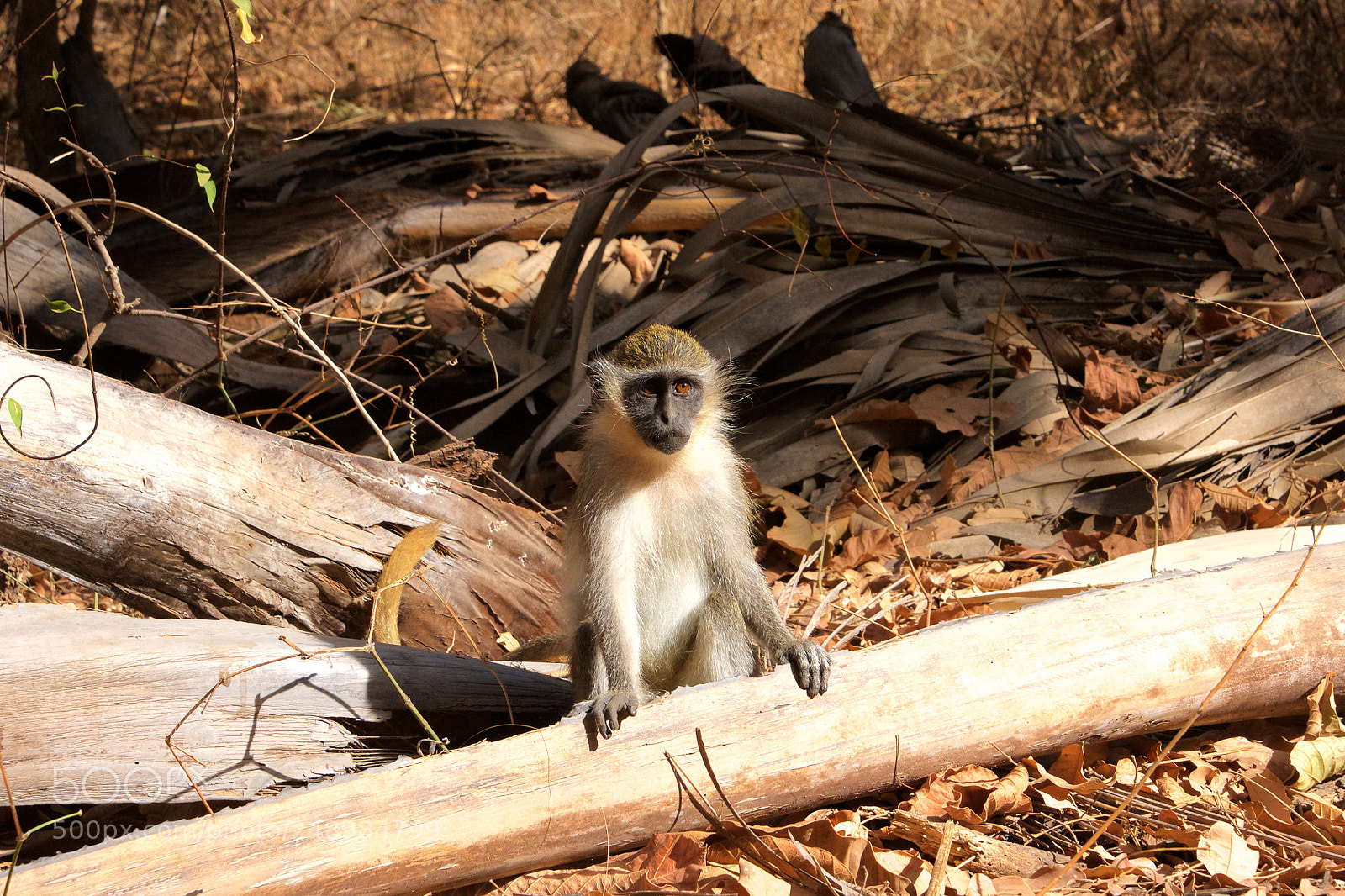 Sony Alpha DSLR-A700 sample photo. Green vervet monkey photography