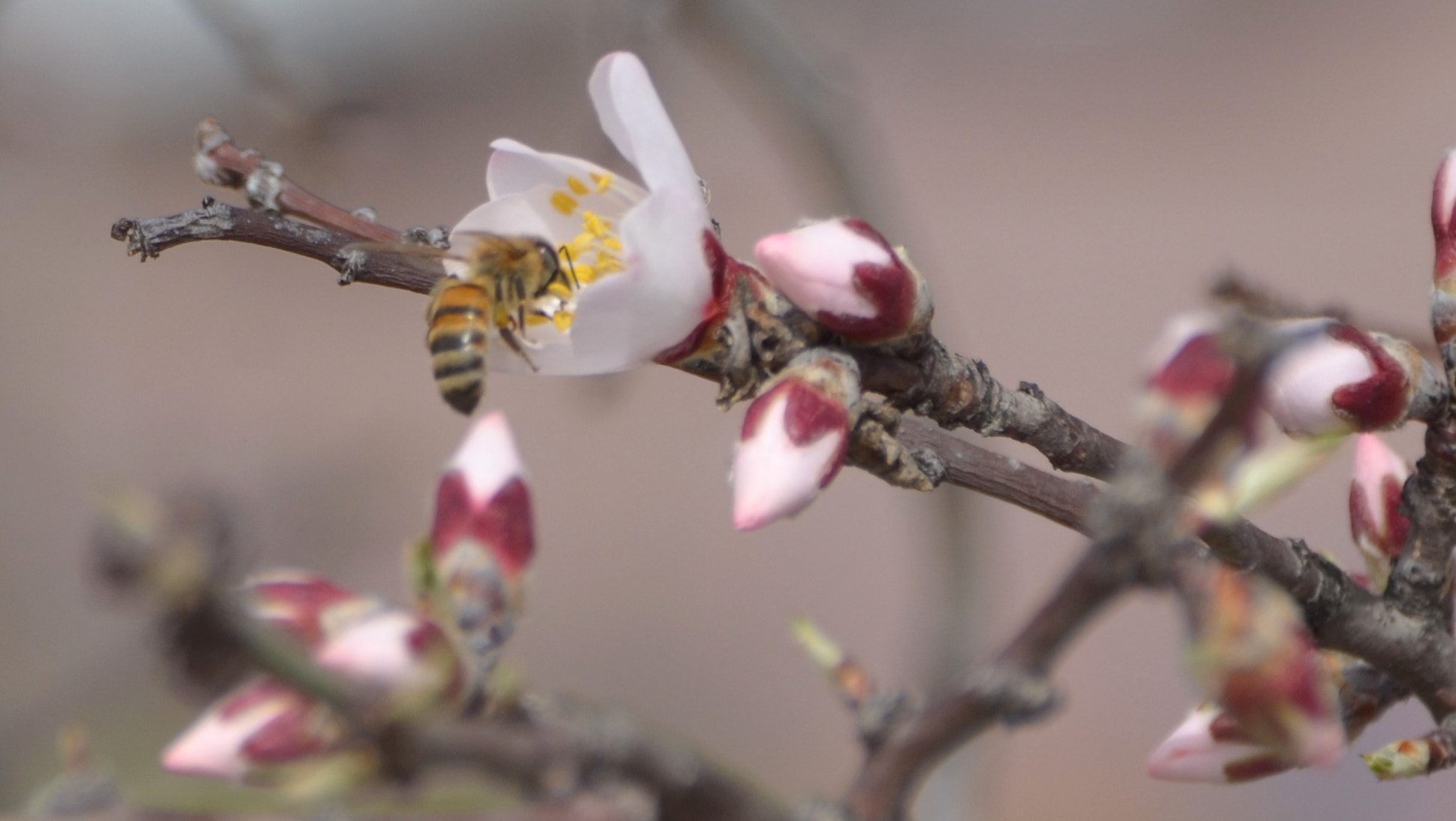 Nikon D5100 + Sigma 18-250mm F3.5-6.3 DC Macro OS HSM sample photo. Bee and flower photography