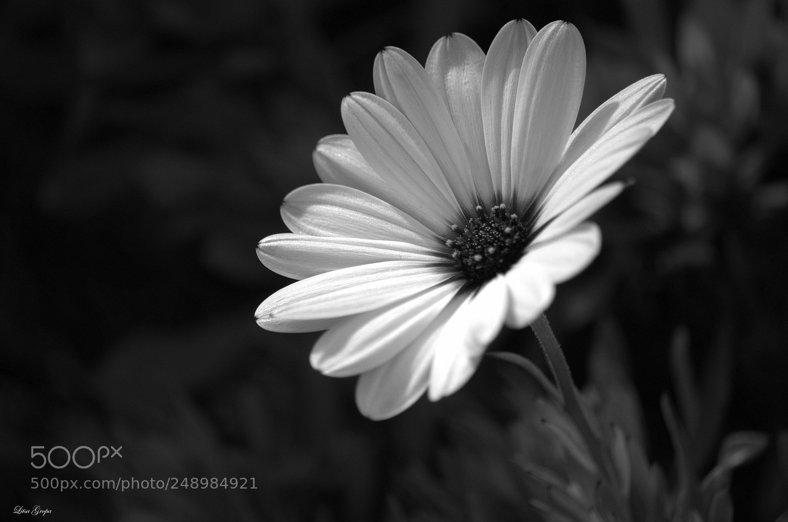 Nikon D5100 sample photo. Springtime photography