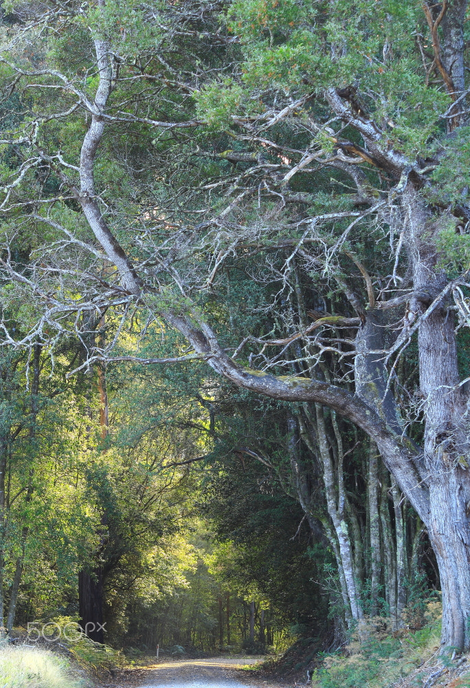 Canon EF-S 55-250mm F4-5.6 IS sample photo. Morning light at meunna photography