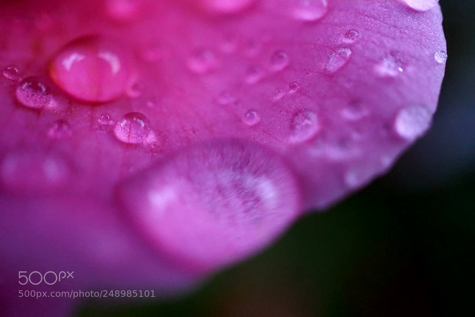 Sony a6000 sample photo. Wet rose photography