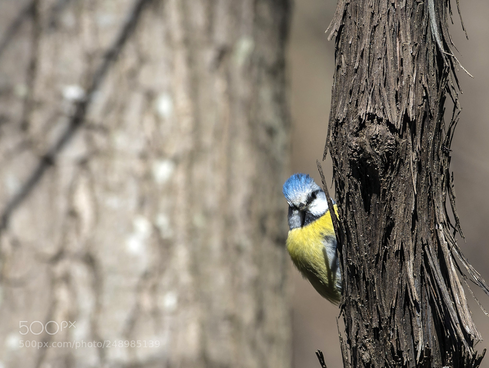 Nikon D5 sample photo. Color of forest photography
