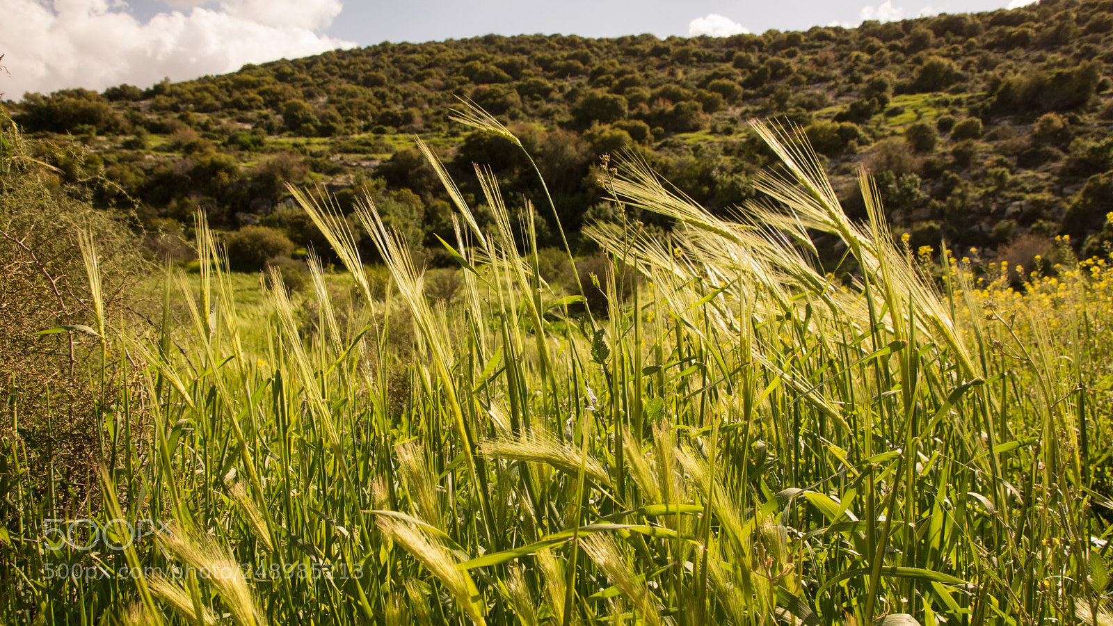 Sony SLT-A65 (SLT-A65V) sample photo. Spring in israel 1 photography