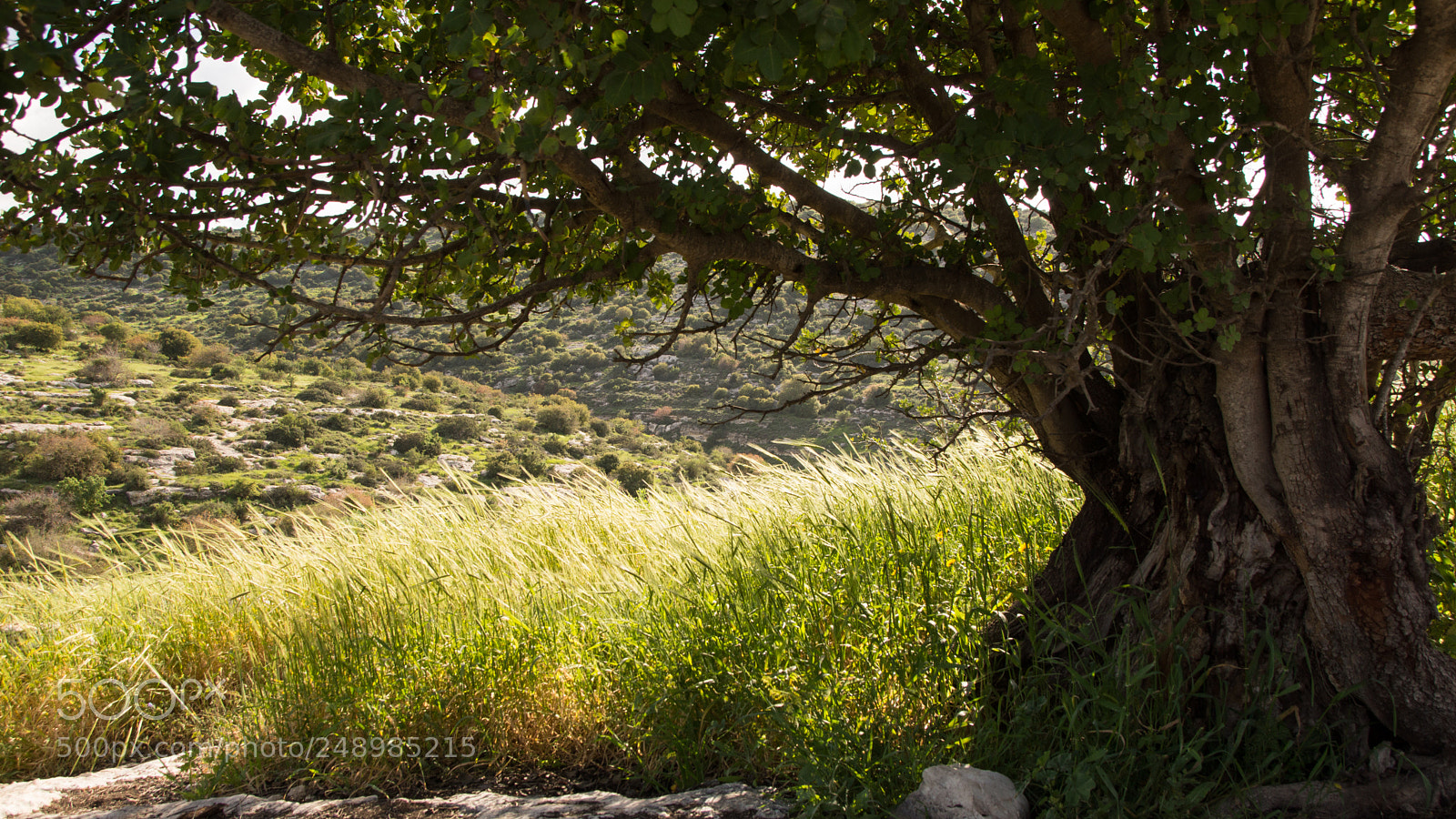 Sony SLT-A65 (SLT-A65V) sample photo. Spring in israel 2 photography