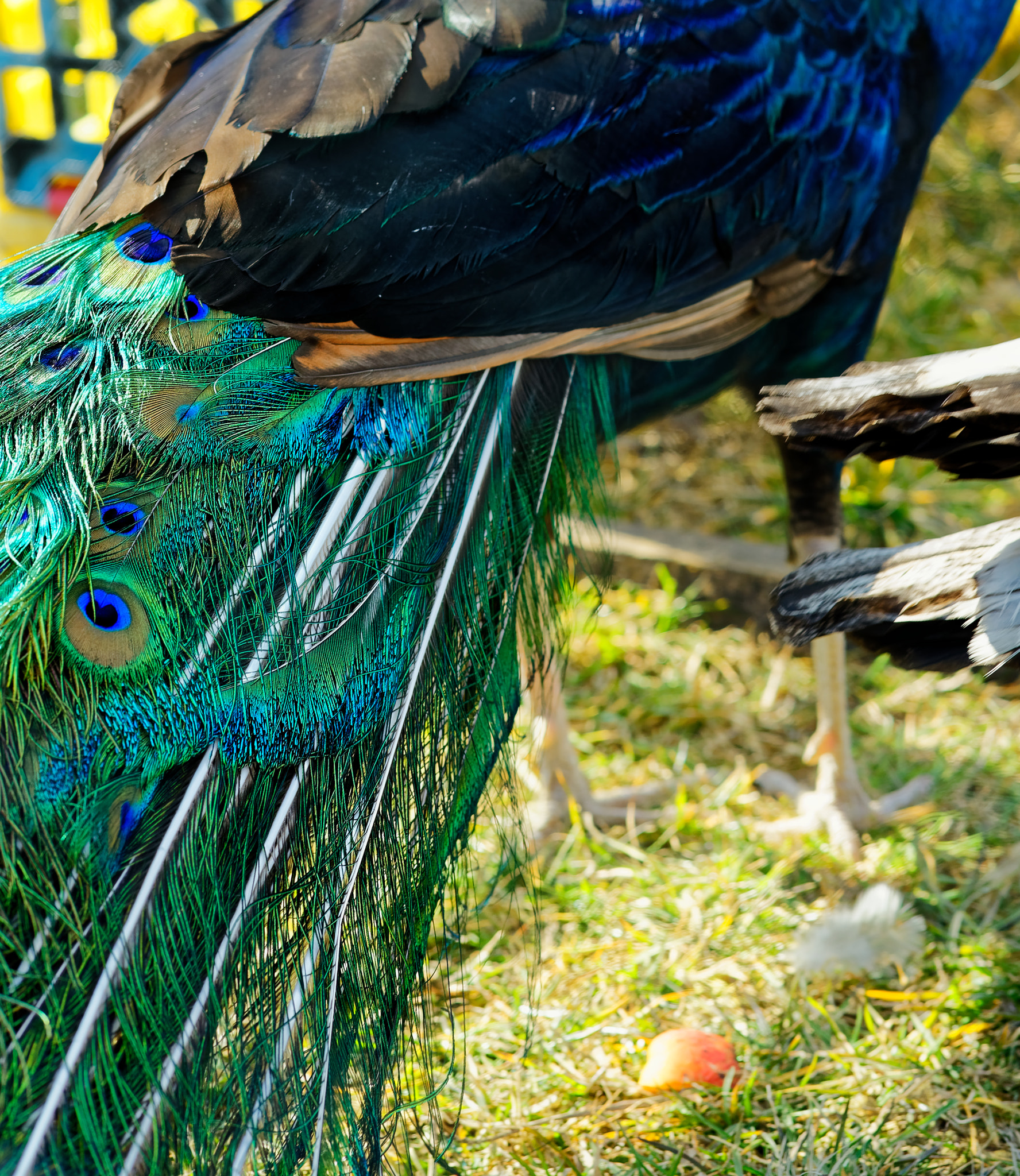 Sony a7 II + ZEISS Batis 85mm F1.8 sample photo. Peacock photography