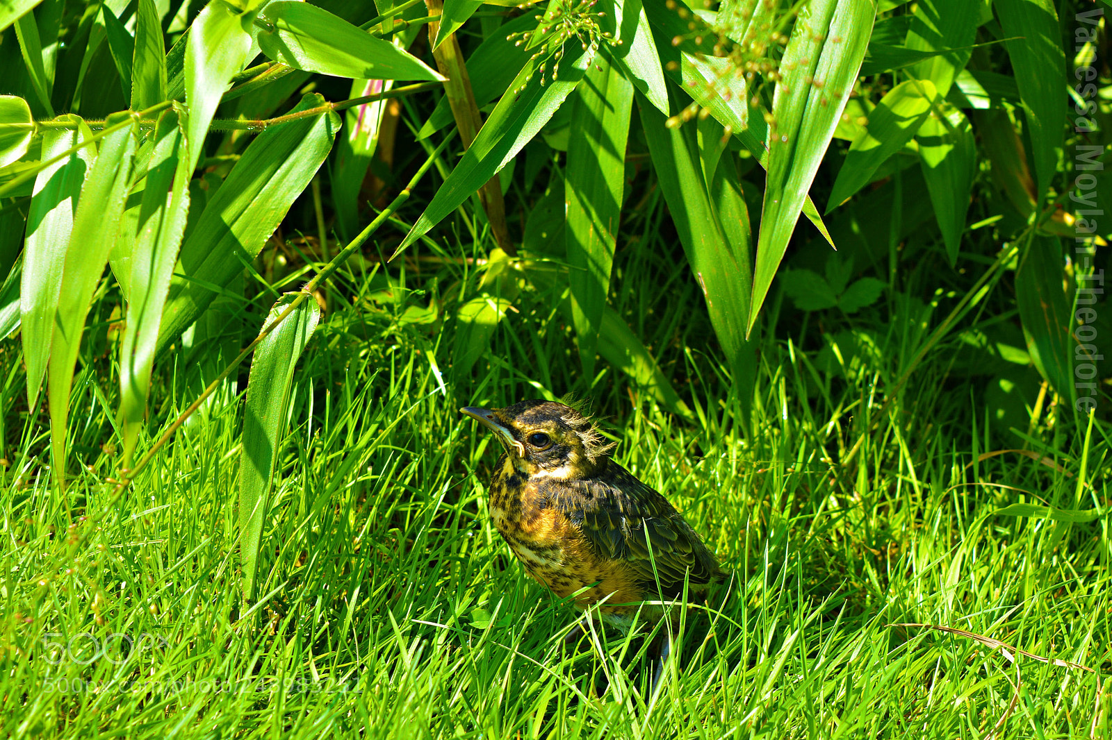 Nikon D5200 sample photo. Bird photography