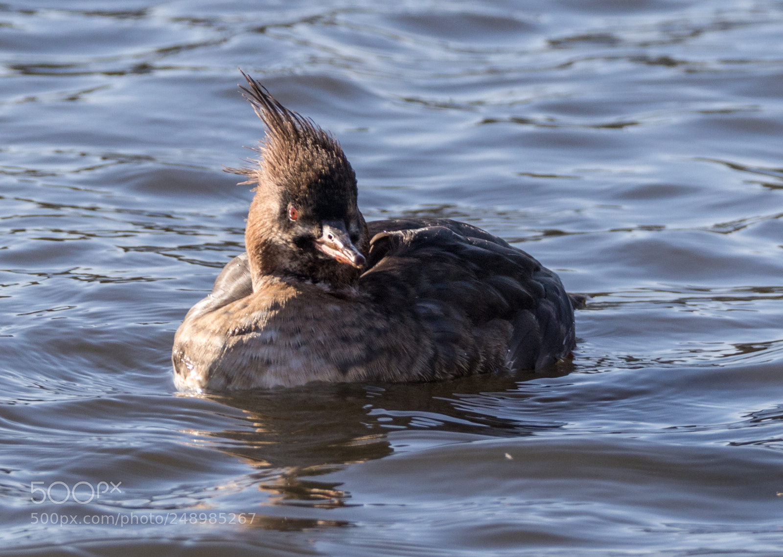 Canon EOS 7D Mark II sample photo. Mergus serrator) photography