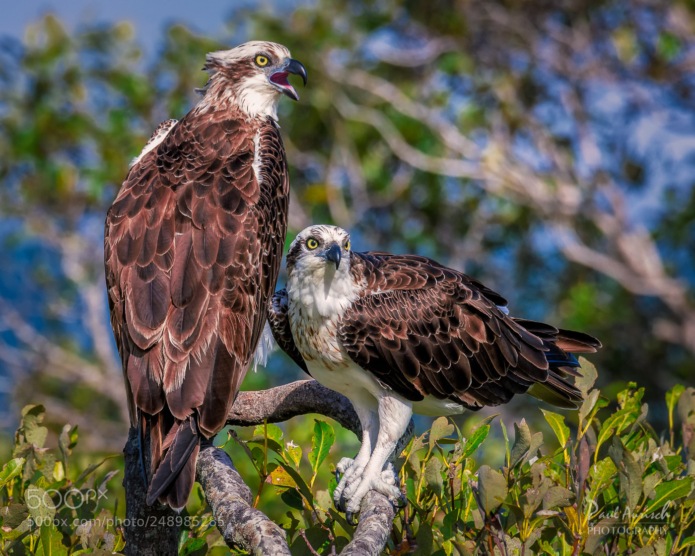 Nikon D500 sample photo. Osprey photography