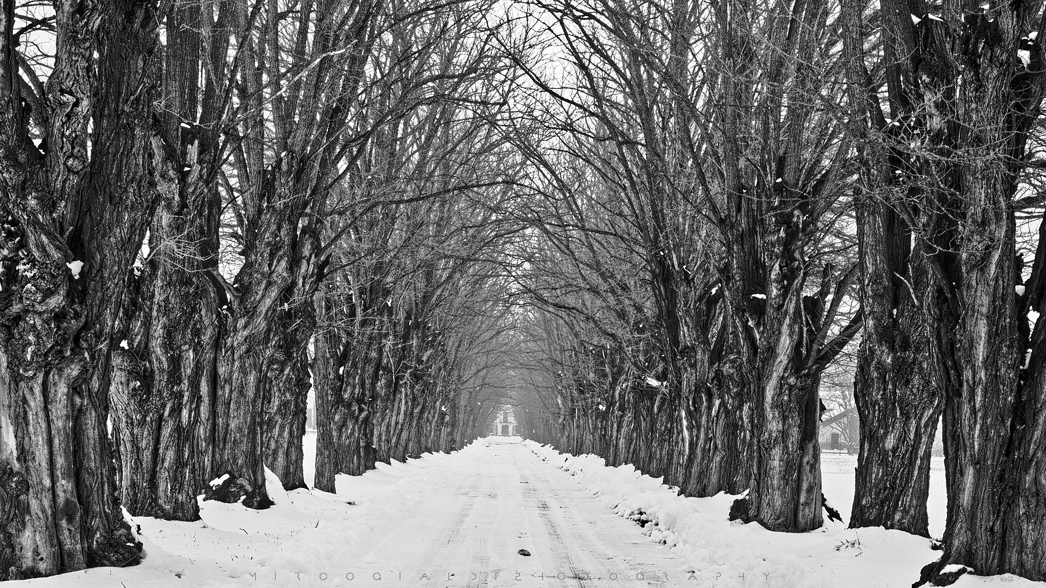 Nikon D7200 sample photo. The last snow photography