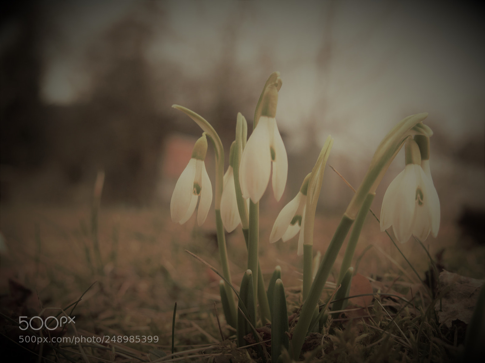 Olympus PEN E-PL5 sample photo. Snowdrops photography