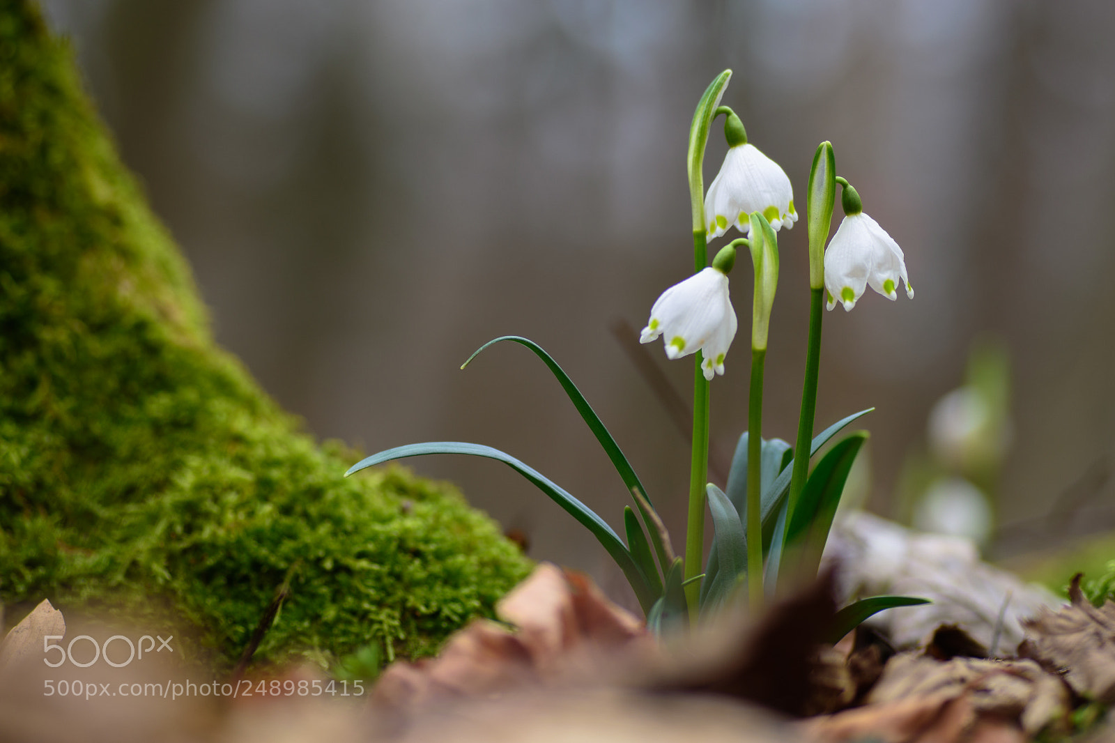 Nikon D5500 sample photo. Märzenbecher photography