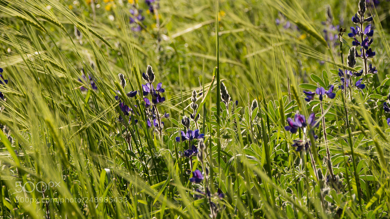 Sony SLT-A65 (SLT-A65V) sample photo. Spring in israel 3 photography