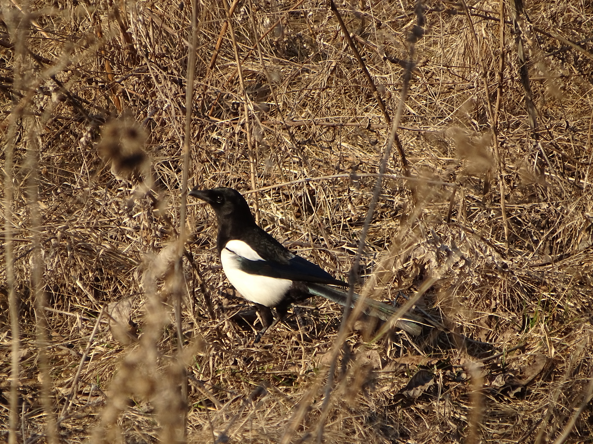 Sony Cyber-shot DSC-HX350 sample photo. Beautiful magpie photography