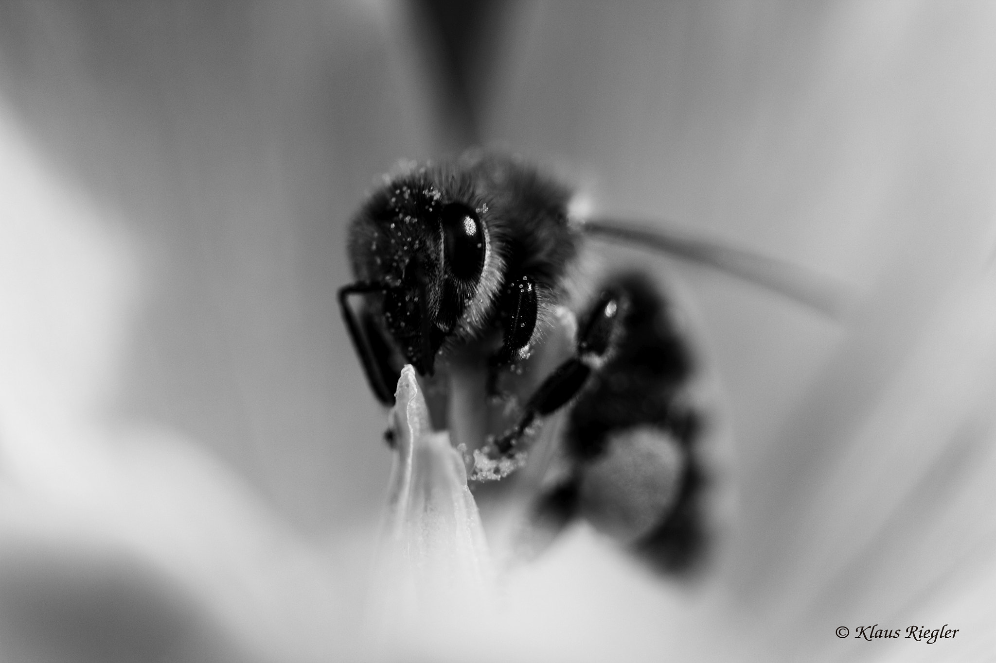 Canon EF 100mm F2.8L Macro IS USM sample photo. Bee in spring photography