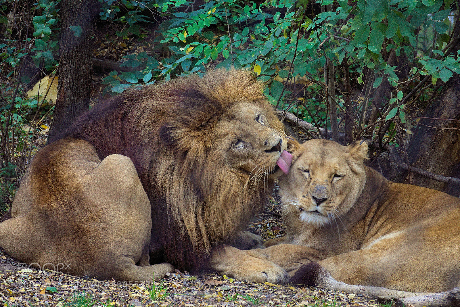 Sony Alpha a5000 (ILCE 5000) sample photo. Lions sharing a moment photography