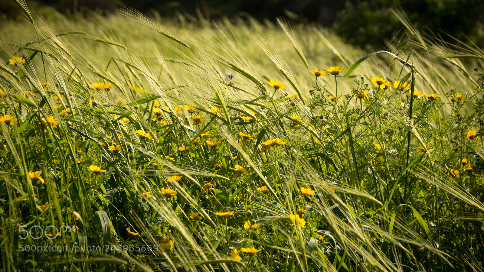 Sony SLT-A65 (SLT-A65V) sample photo. Spring in israel 4 photography