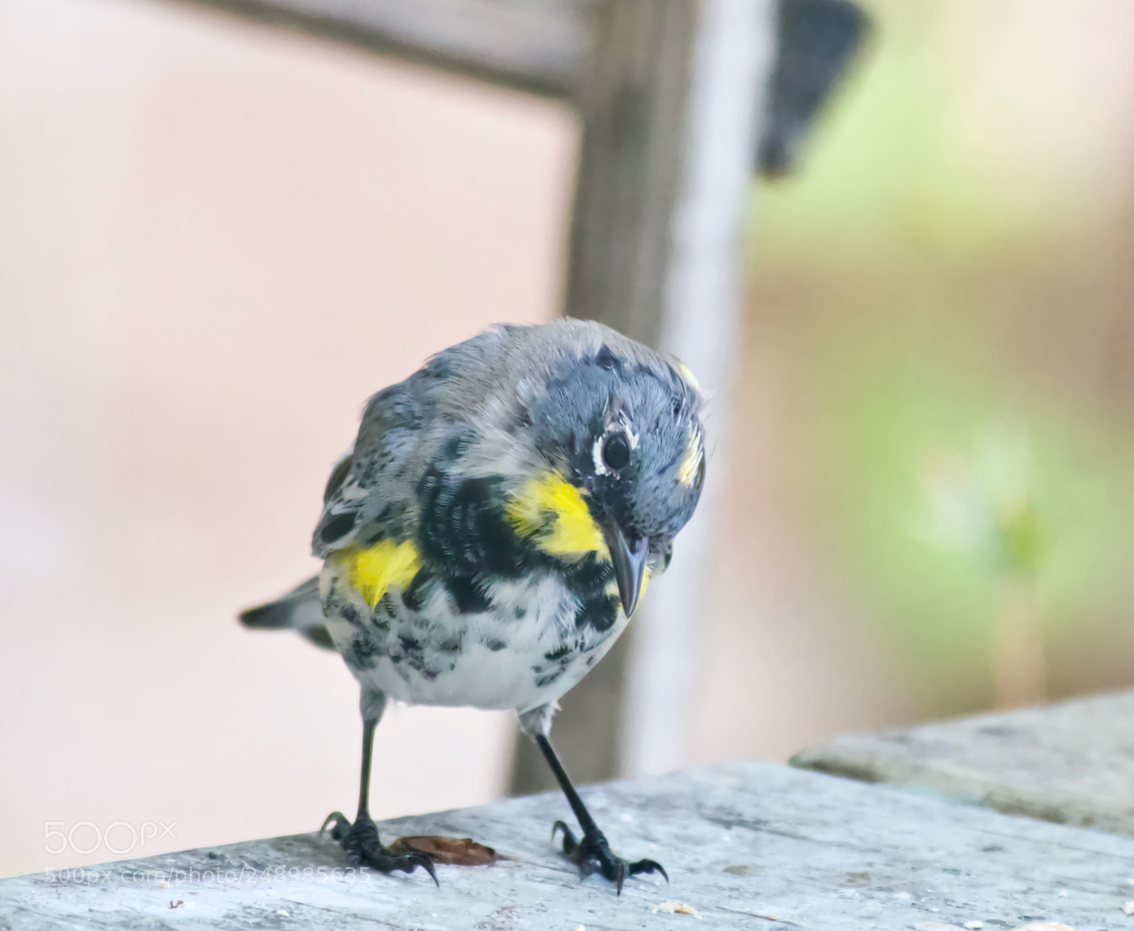 Nikon D3300 sample photo. What? photography