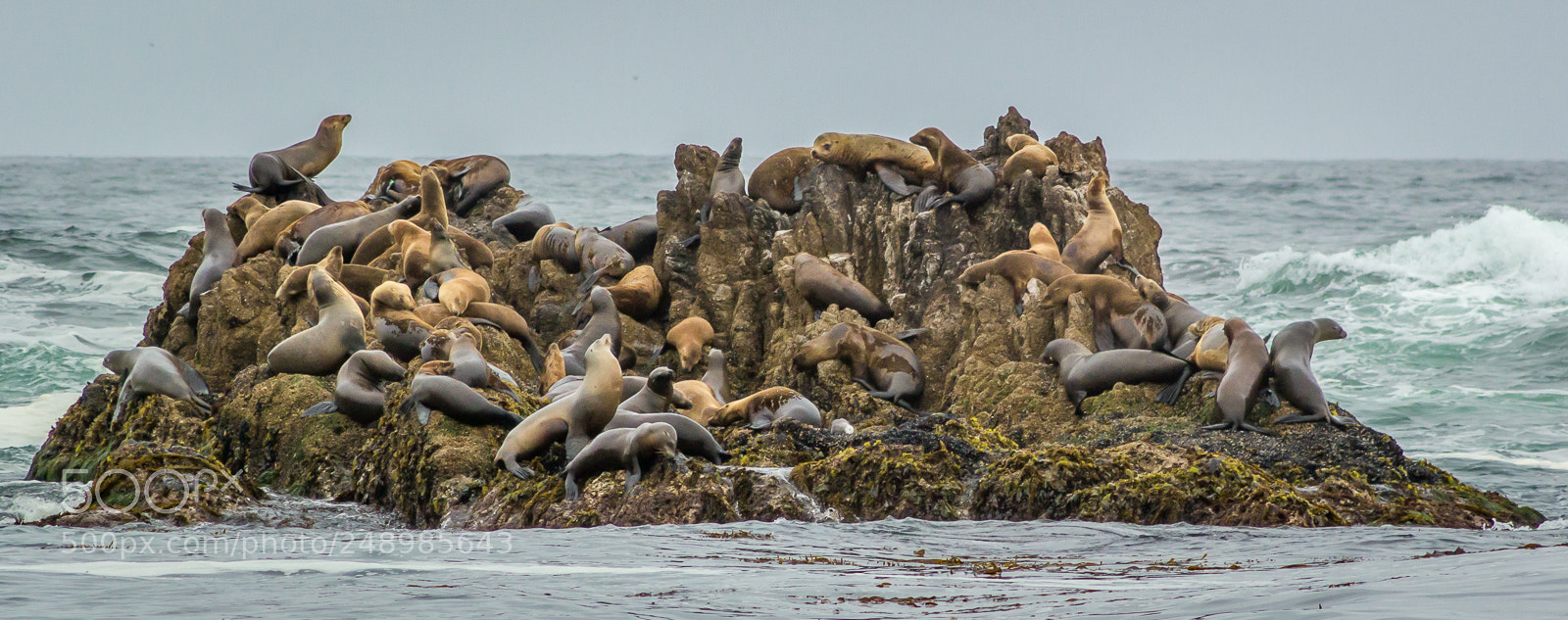 Canon EOS 550D (EOS Rebel T2i / EOS Kiss X4) sample photo. Seals on a rock photography