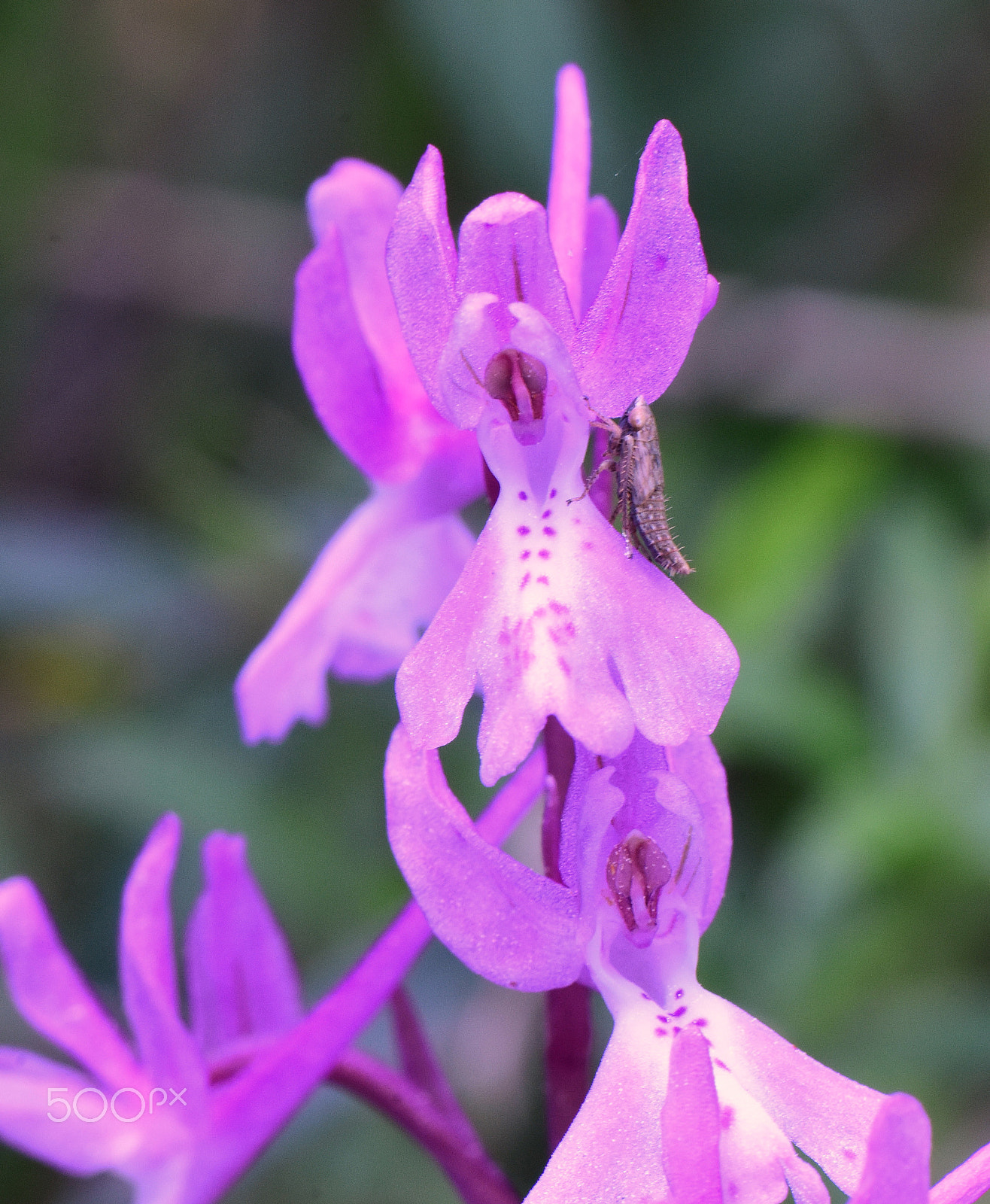 Nikon AF-S Micro-Nikkor 105mm F2.8G IF-ED VR sample photo