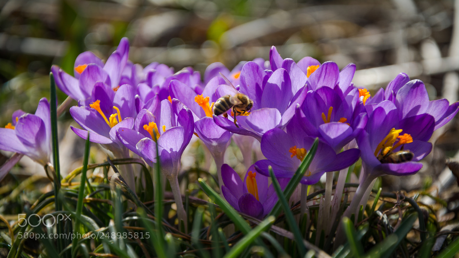 Nikon D7100 sample photo. Er ist's photography