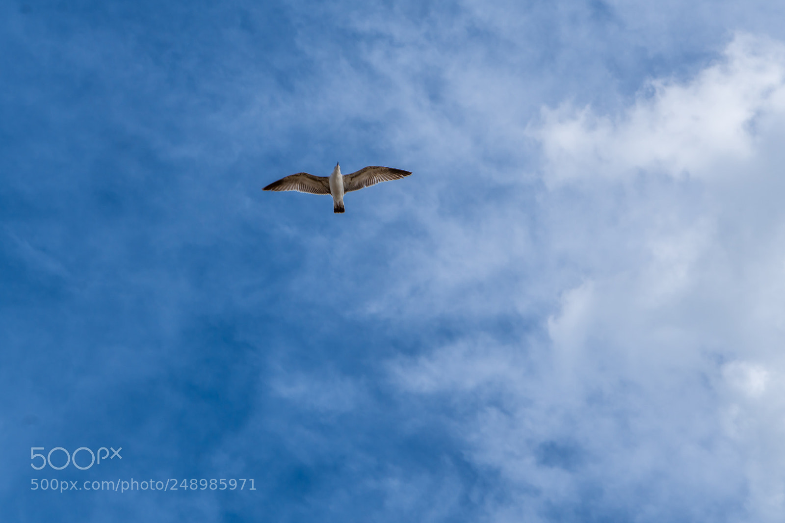 Sony a6300 sample photo. Free as a bird photography