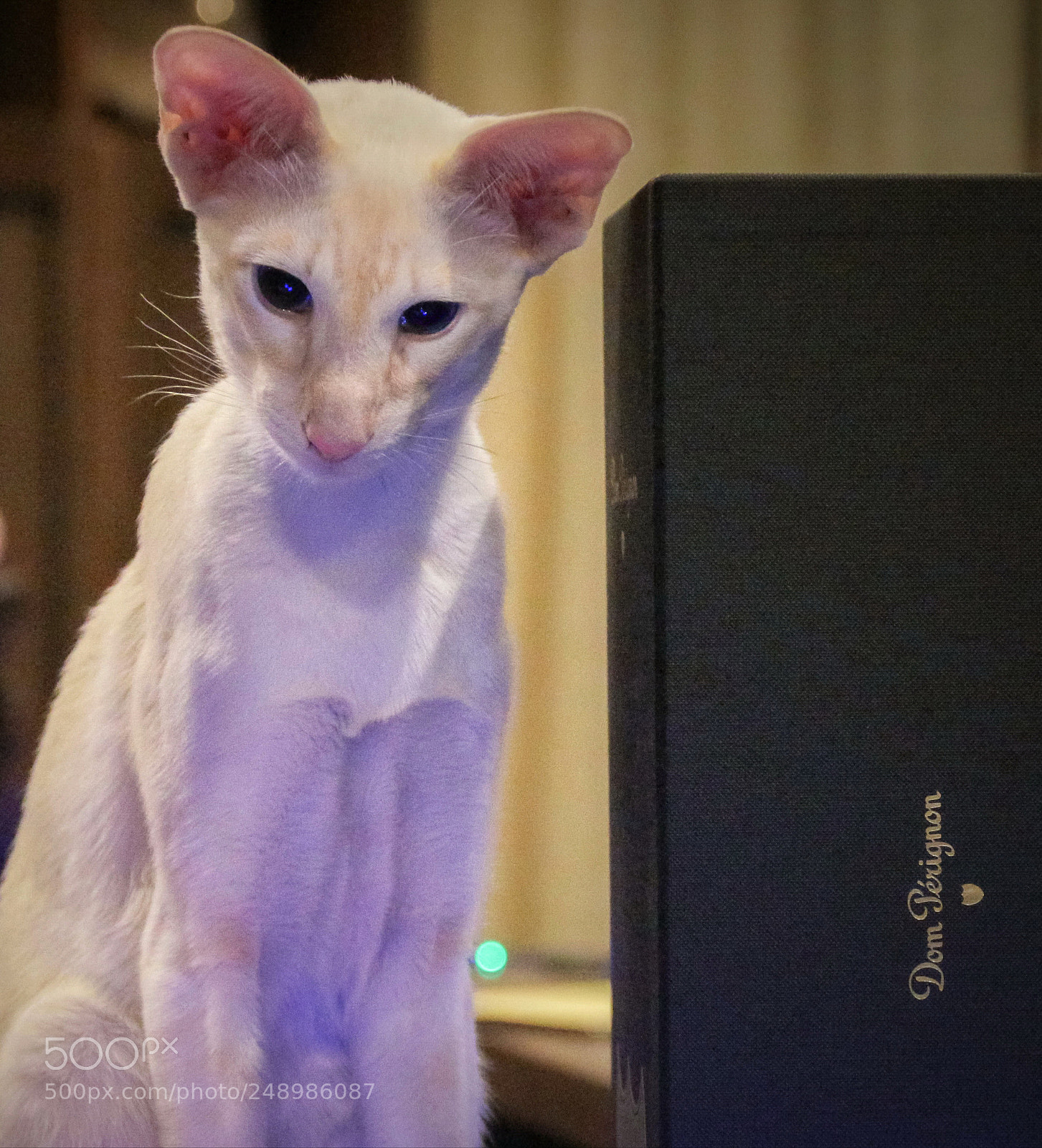 Canon EOS 650D (EOS Rebel T4i / EOS Kiss X6i) sample photo. Cat photography