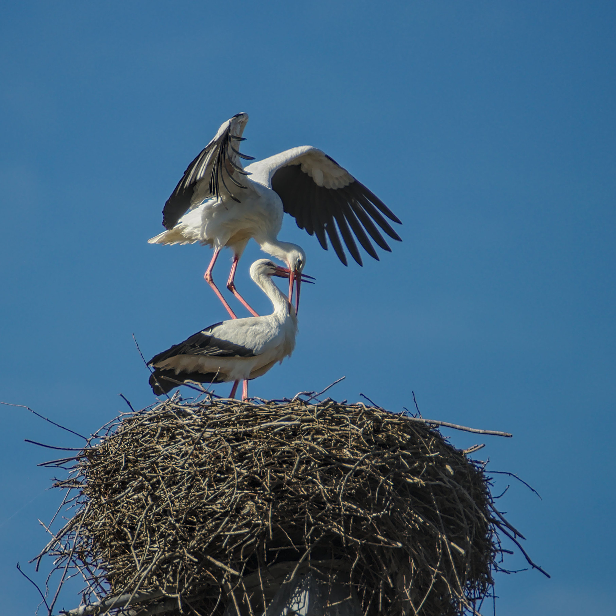 Tamron SP 150-600mm F5-6.3 Di VC USD sample photo. Les cigognes photography