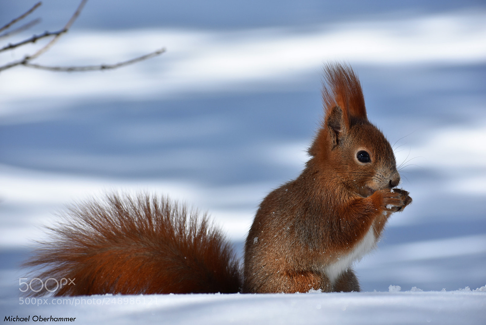 Nikon D7200 sample photo. Red squirrel photography