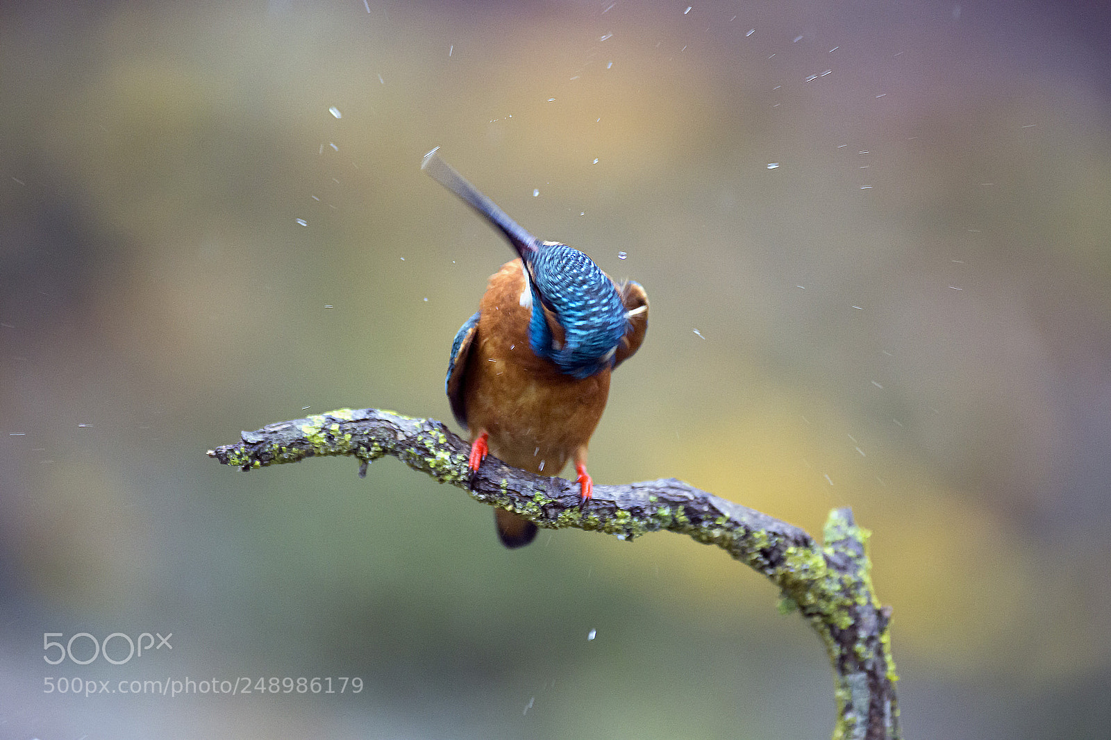 Canon EOS-1D X sample photo. Kingfisher photography