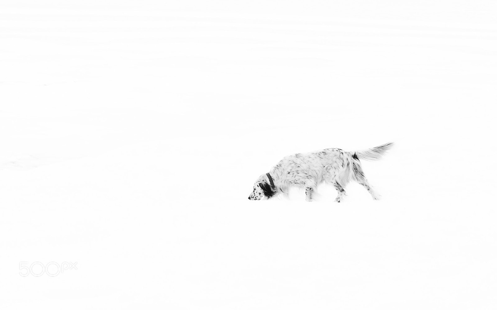 Sony a7R II sample photo. Hunter photography
