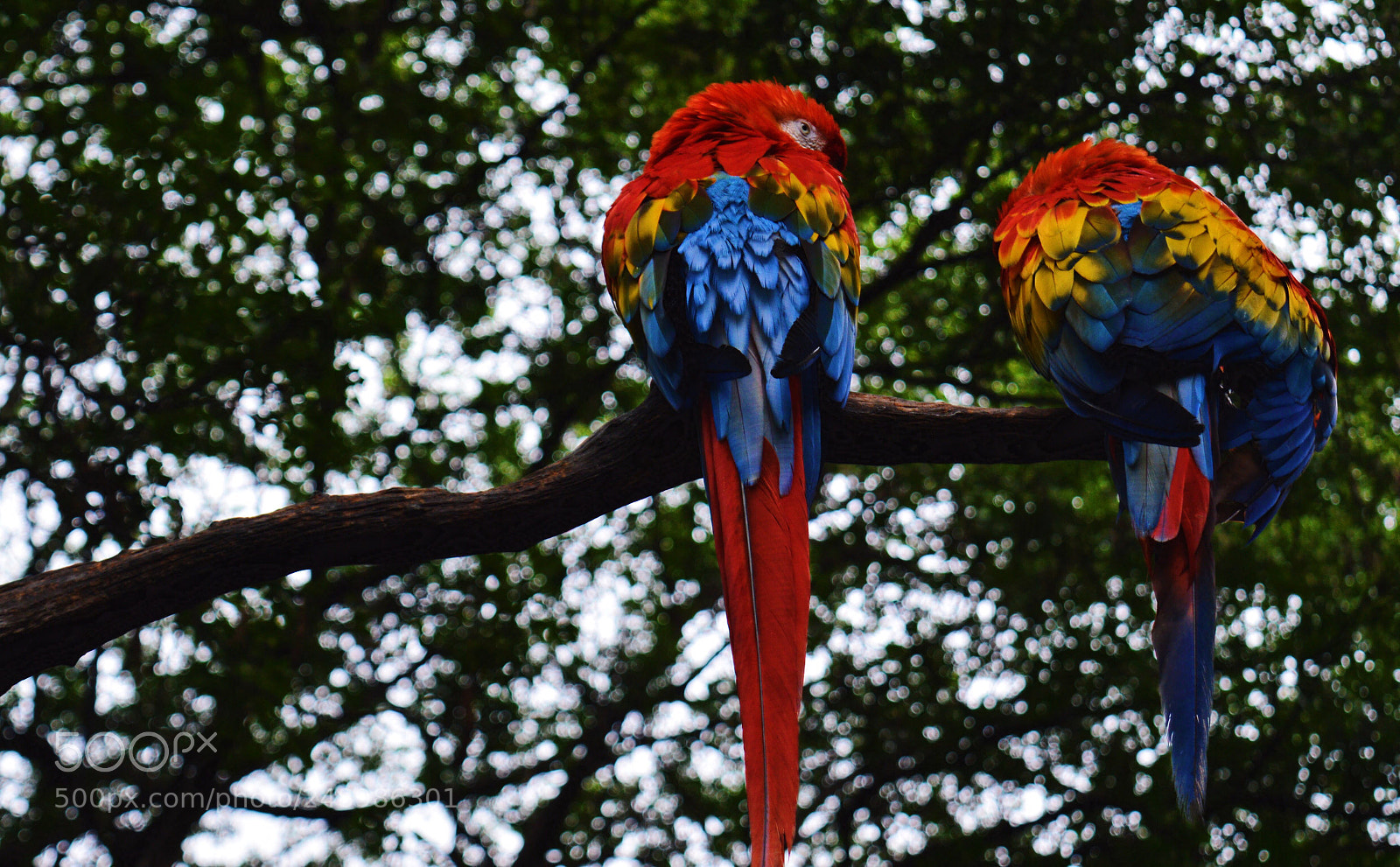 Nikon D3200 sample photo. Parrots photography