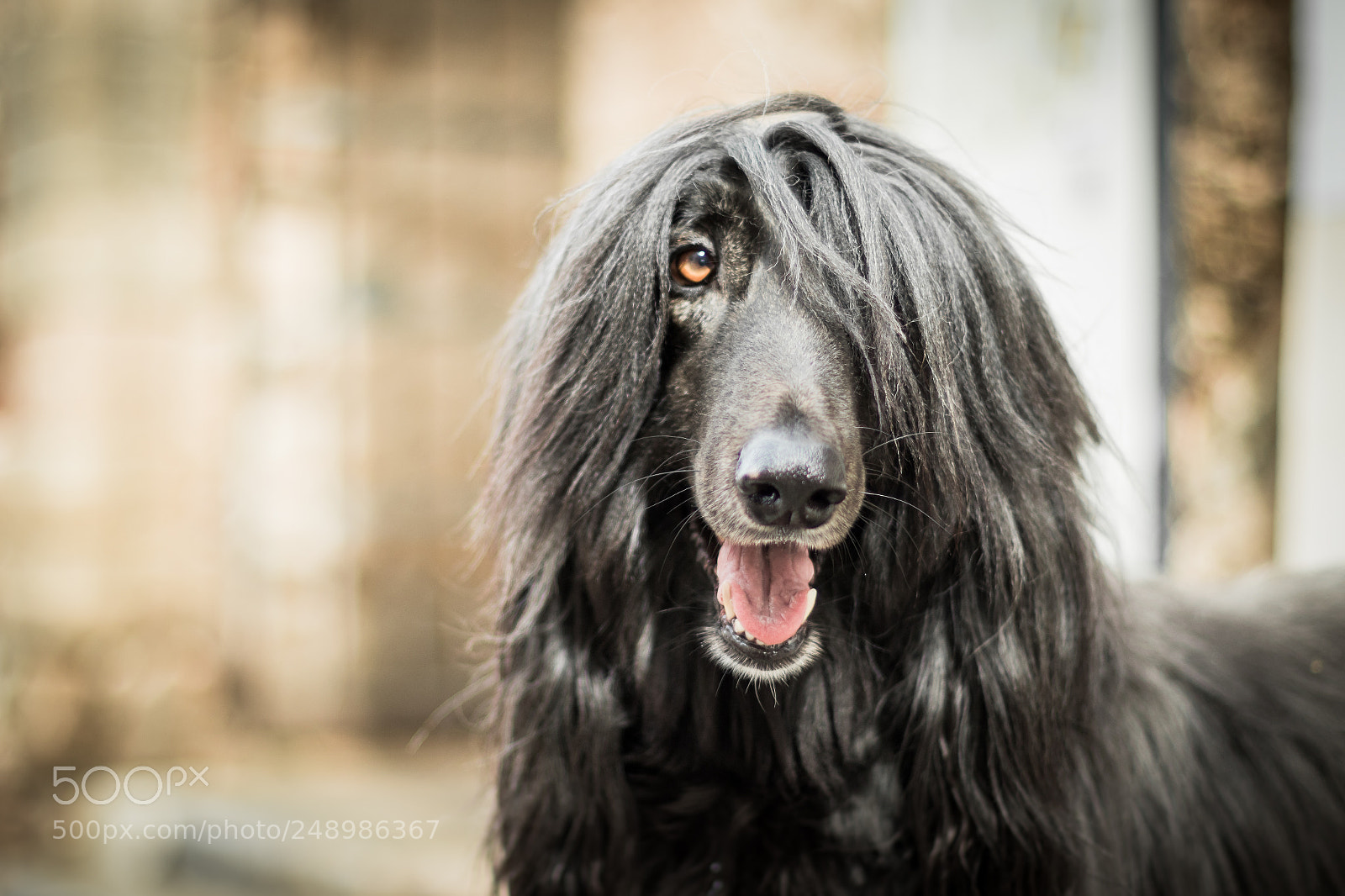 Canon EOS 7D Mark II sample photo. Majestic photography