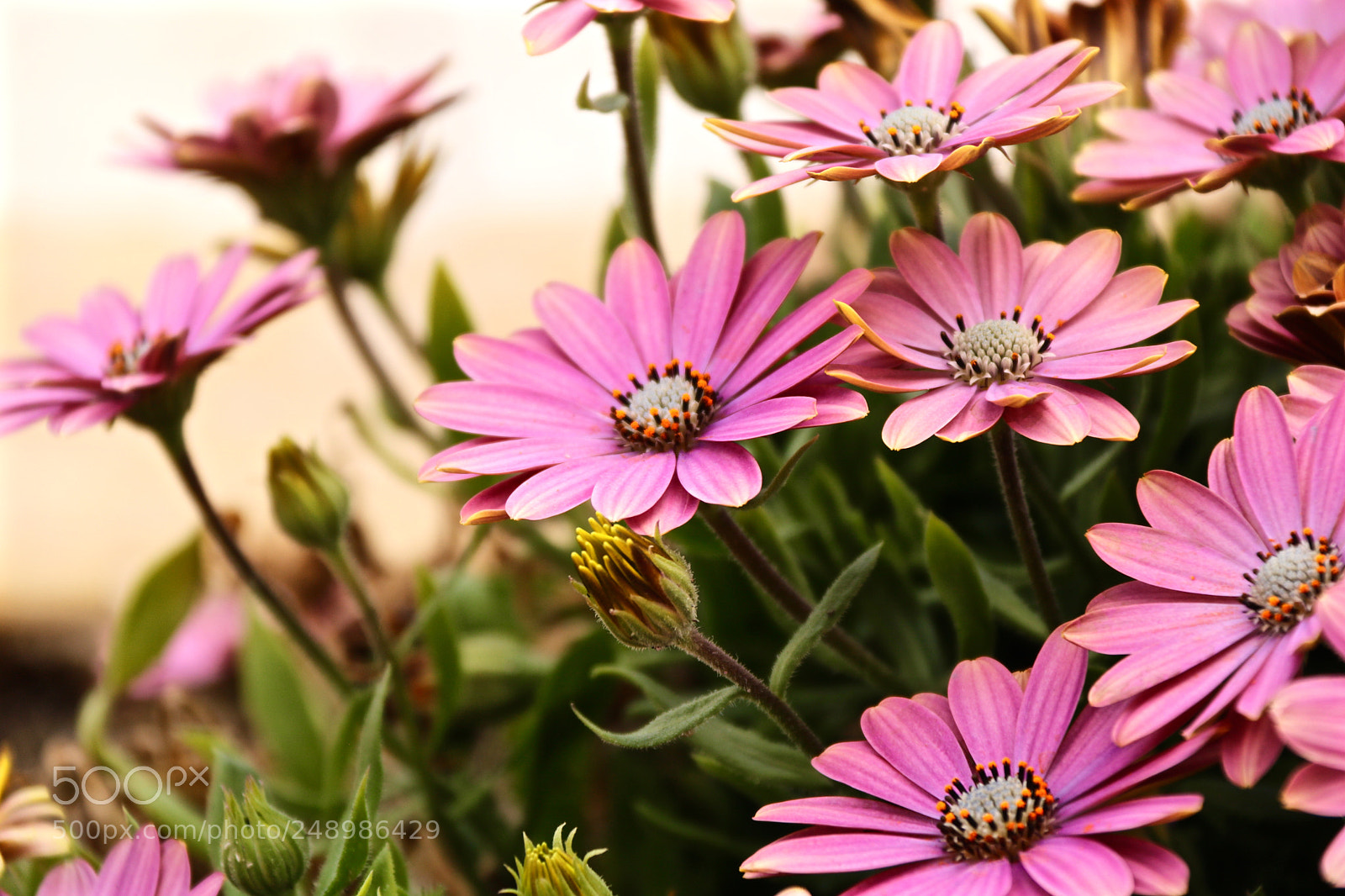 Canon EOS 750D (EOS Rebel T6i / EOS Kiss X8i) sample photo. Spring flowers photography