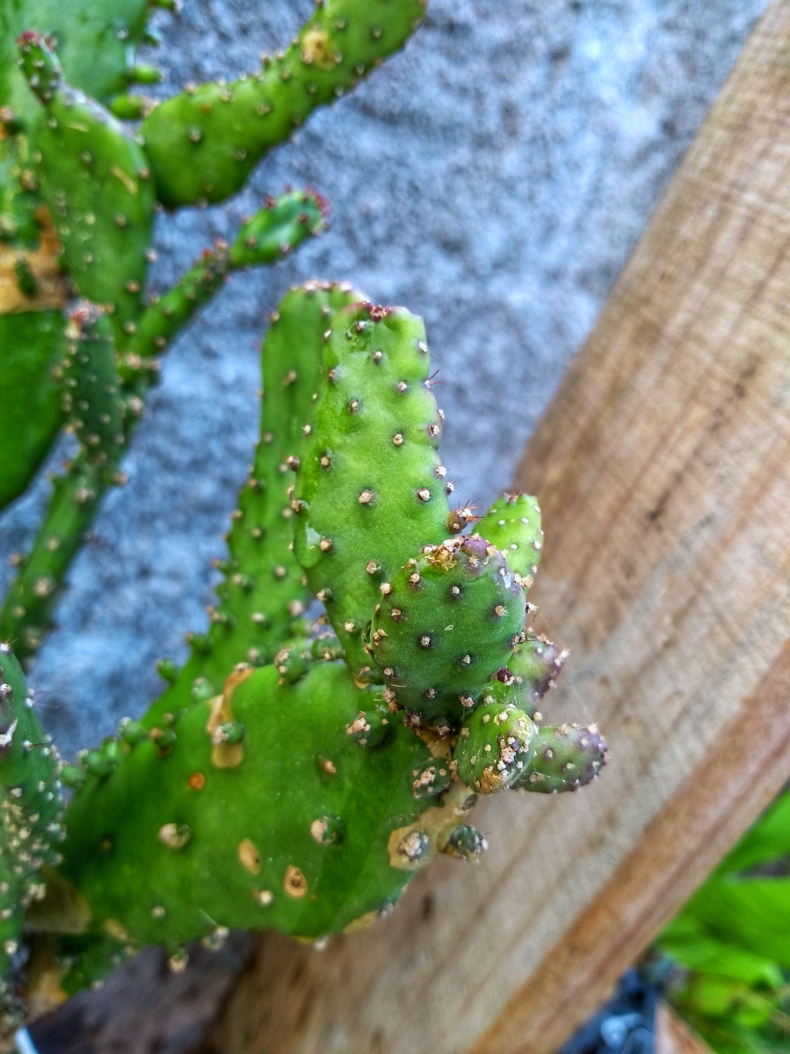 Motorola Moto G (5S) sample photo. Cactus photography