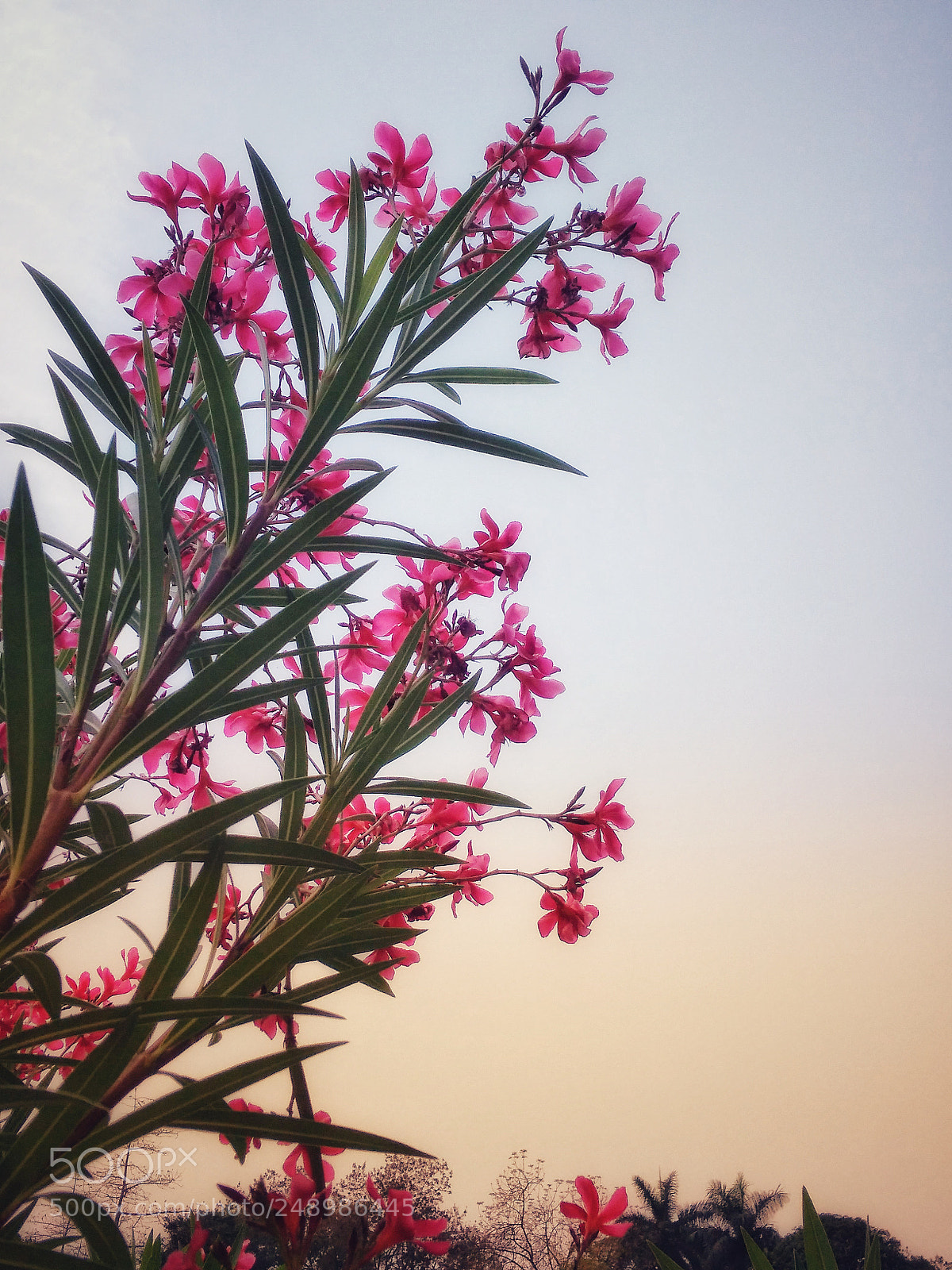 Xiaomi Redmi 4A sample photo. Pink flowers photography