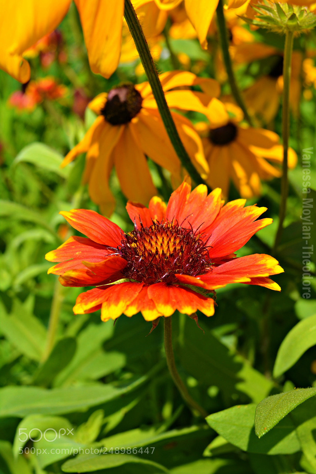 Nikon D5200 sample photo. Floral photography