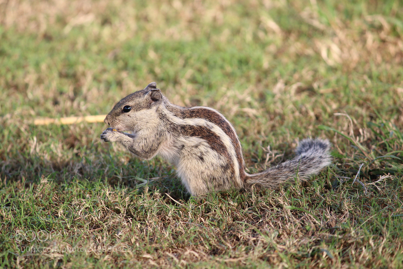 Canon EF-S 55-250mm F4-5.6 IS II sample photo. Untitled photography