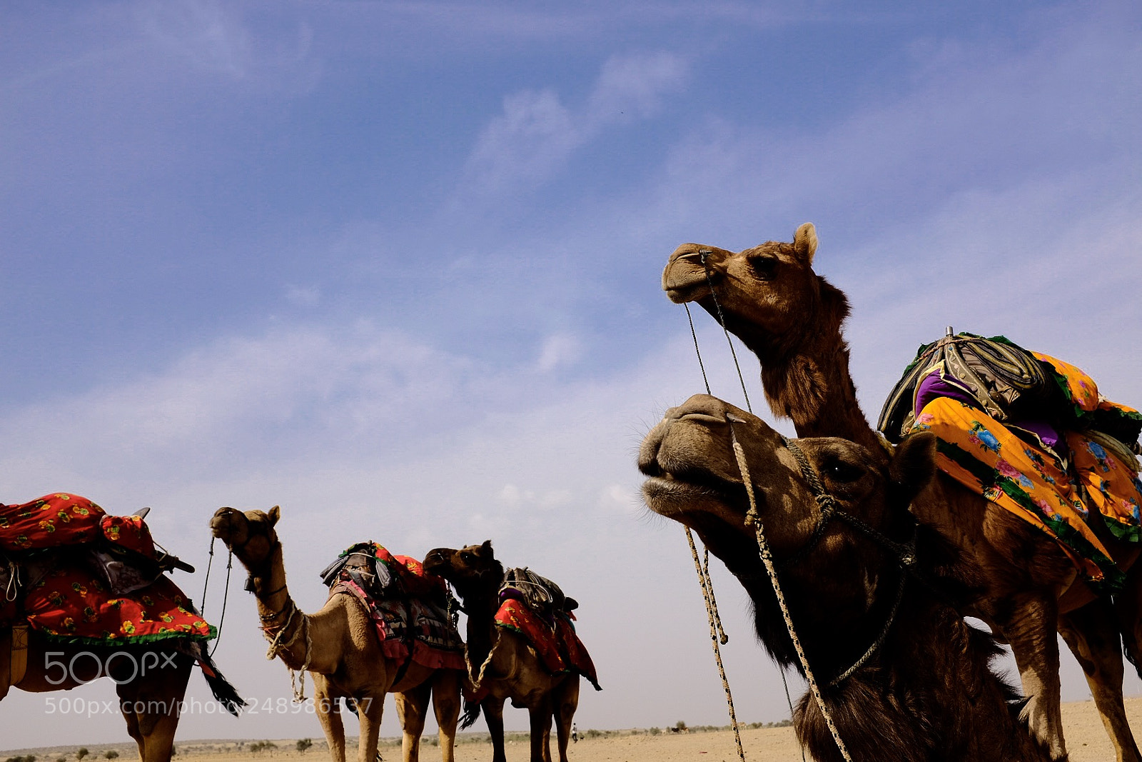 Fujifilm X100T sample photo. Camels in the thar photography