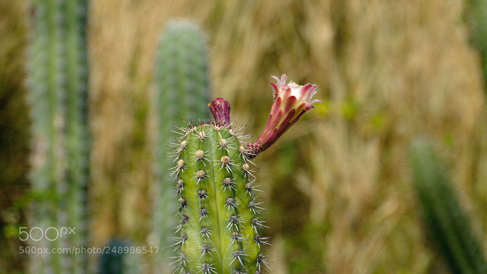 Nikon D5000 sample photo. Winter thai flower photography