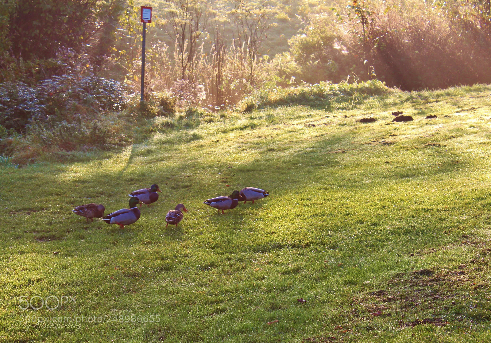 Canon EOS 500D (EOS Rebel T1i / EOS Kiss X3) sample photo. Duck family photography