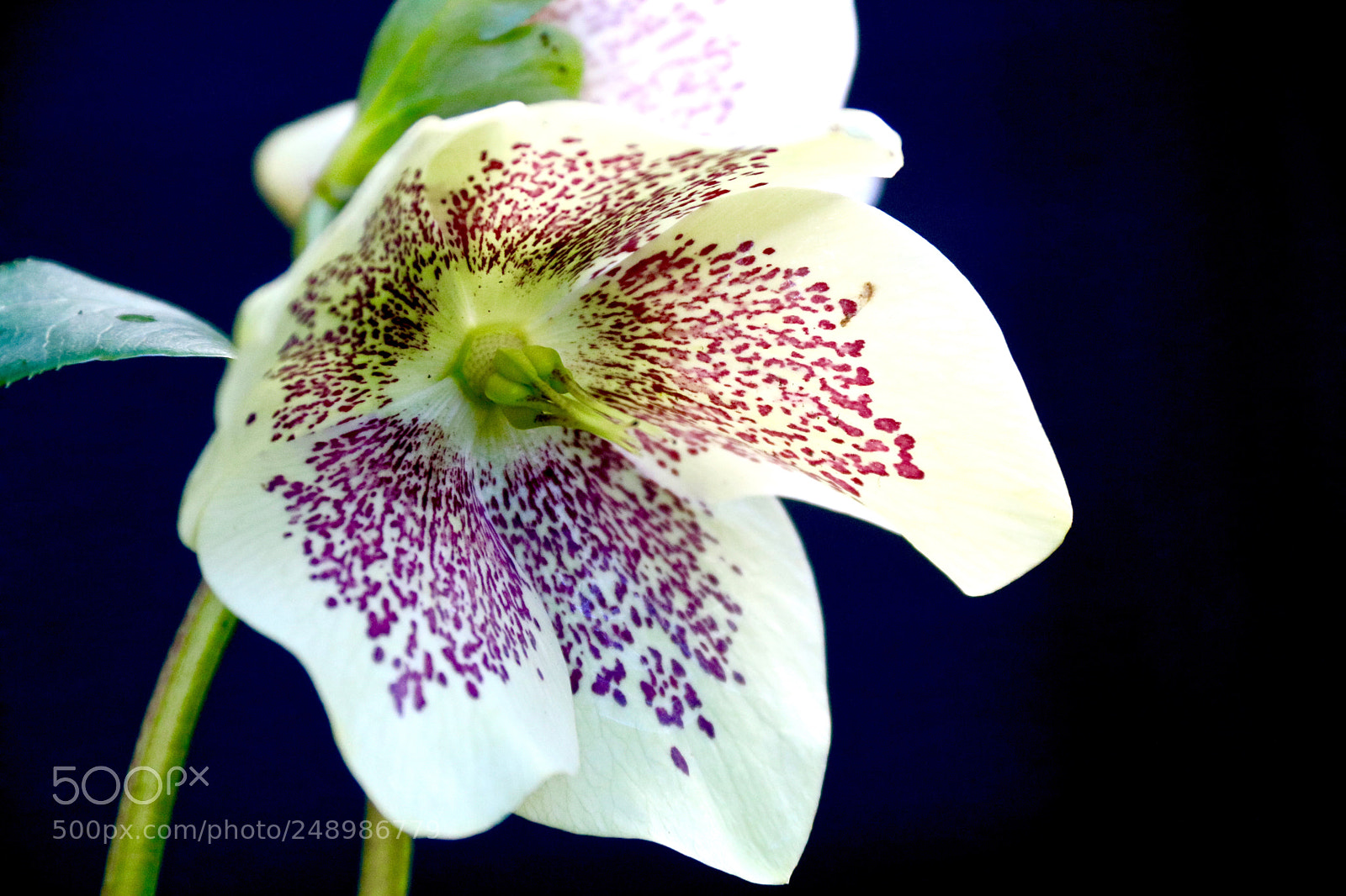 Canon EOS 750D (EOS Rebel T6i / EOS Kiss X8i) sample photo. Helleborus photography
