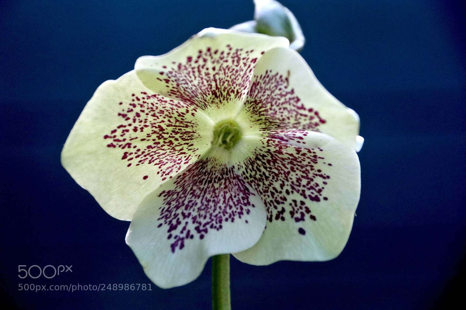 Canon EOS 750D (EOS Rebel T6i / EOS Kiss X8i) sample photo. Helleborus photography