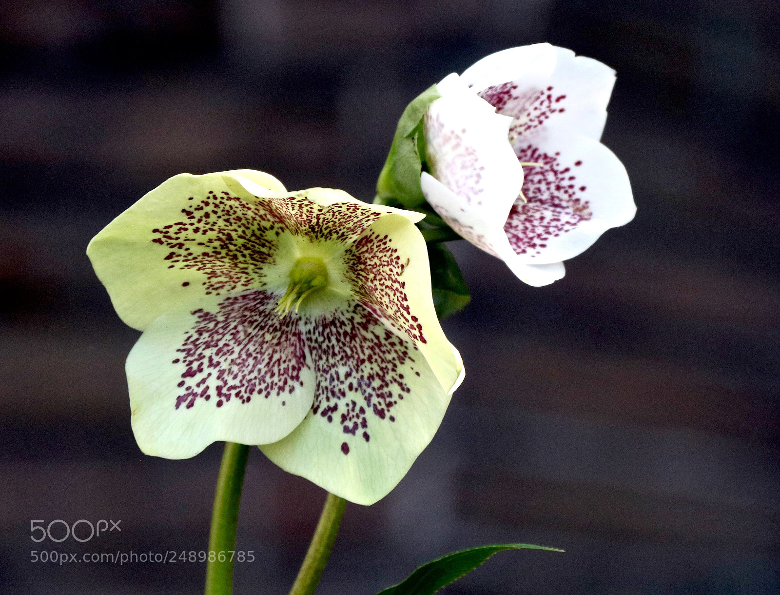Canon EOS 750D (EOS Rebel T6i / EOS Kiss X8i) sample photo. Helleborus photography