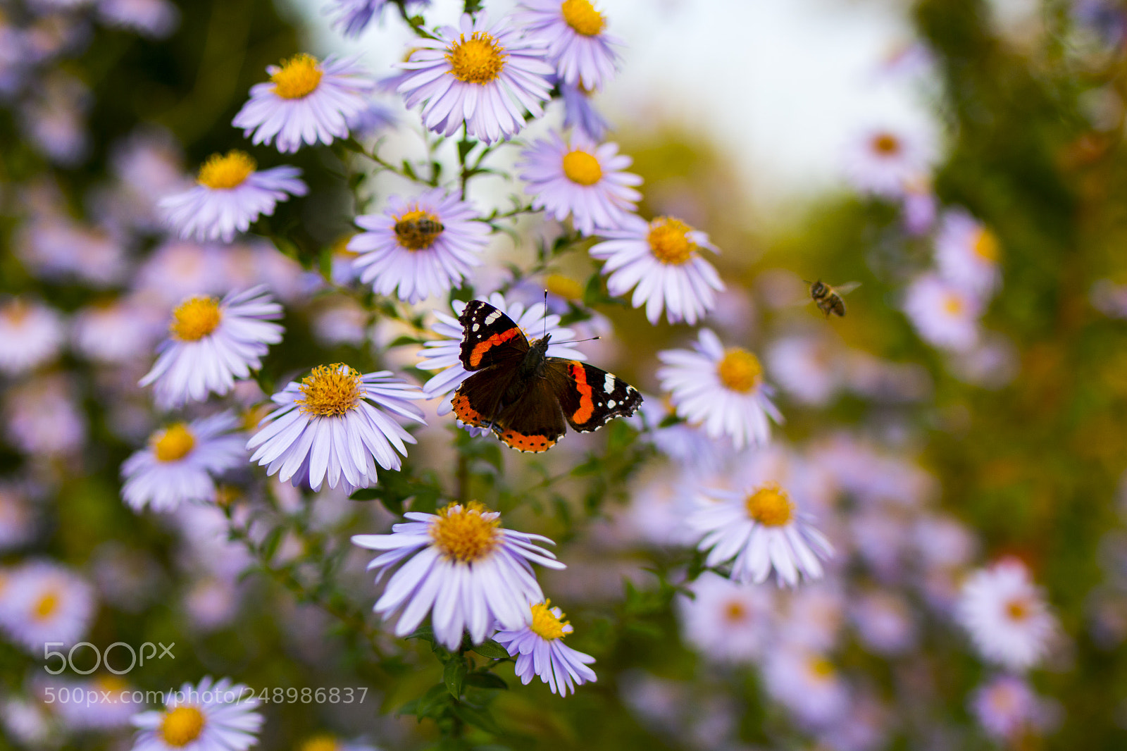 Canon EOS 70D sample photo. Schmetterling photography