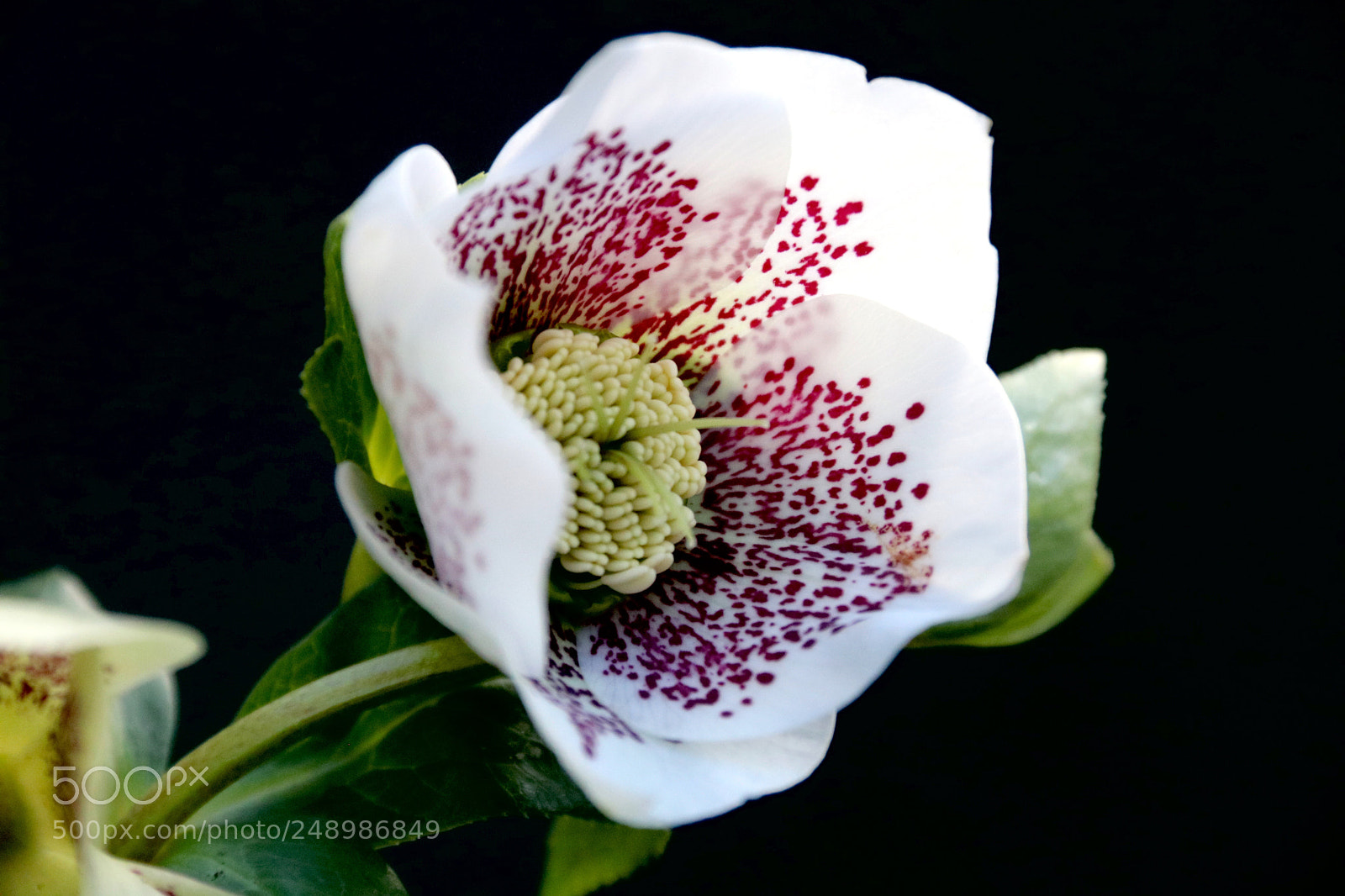 Canon EOS 750D (EOS Rebel T6i / EOS Kiss X8i) sample photo. Helleborus photography