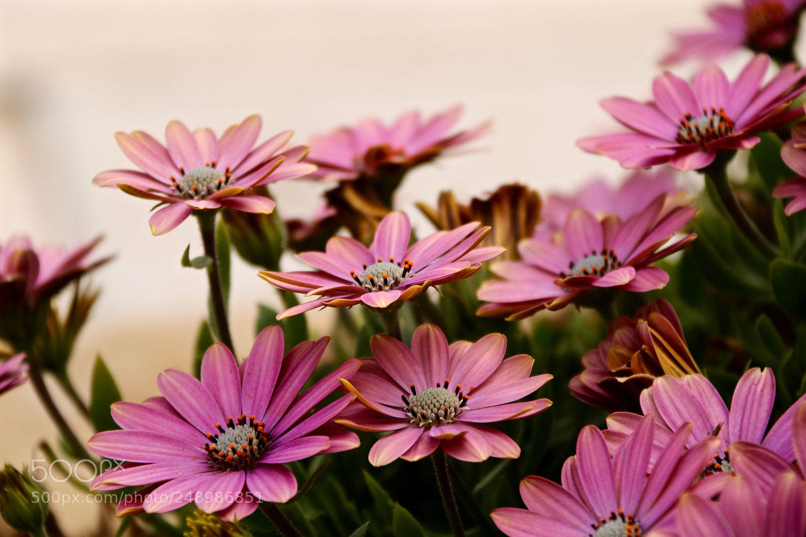 Canon EOS 750D (EOS Rebel T6i / EOS Kiss X8i) sample photo. Spring flowers photography