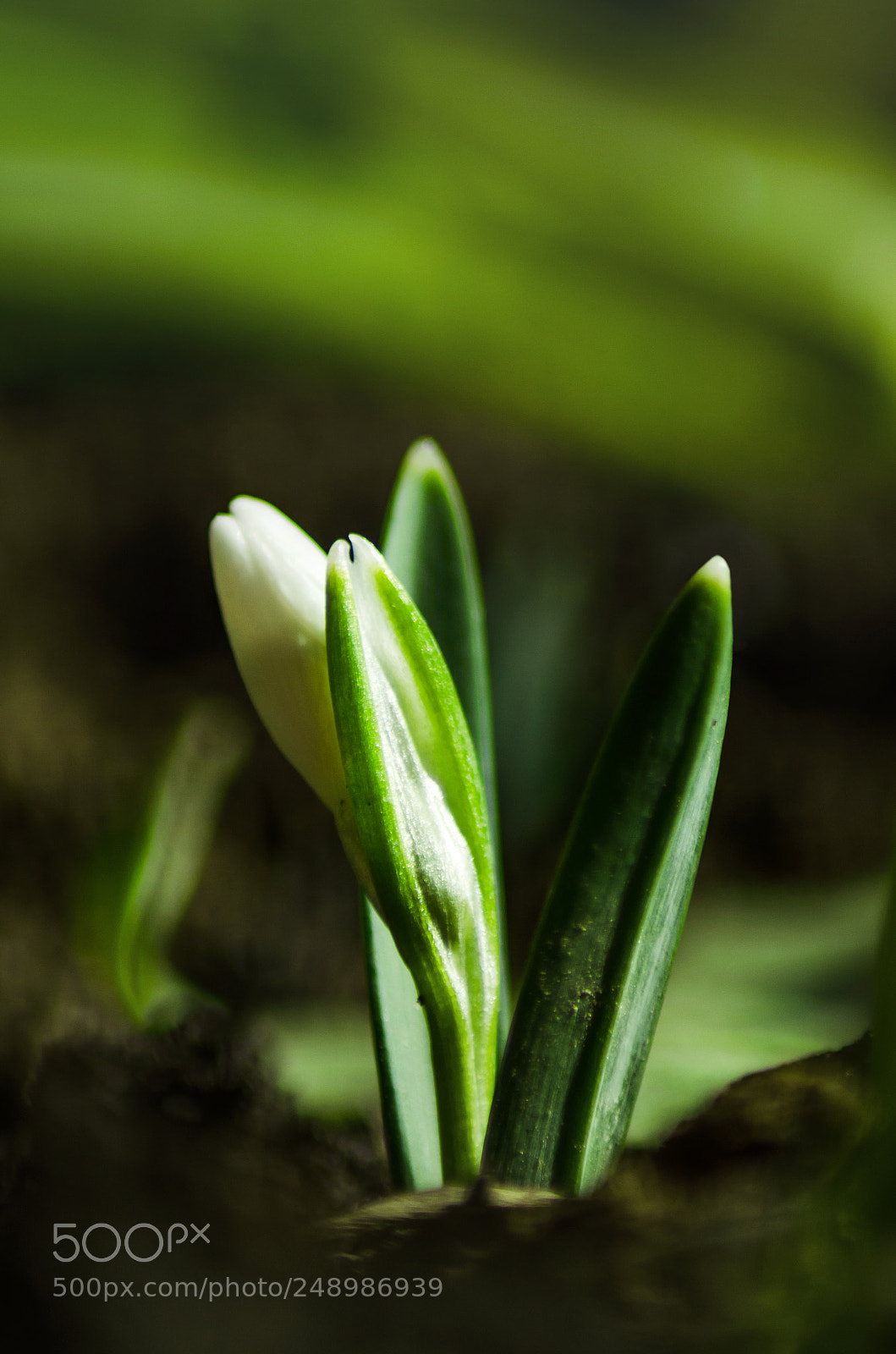 Nikon D5100 sample photo. Spring photography